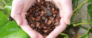 Manfaat Cascara (Kulit Buah Kopi) untuk Kesehatan