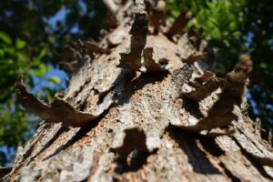 Pohon Mahoni Berkualitas: Manfaat Pohon dan Cara Budidayanya