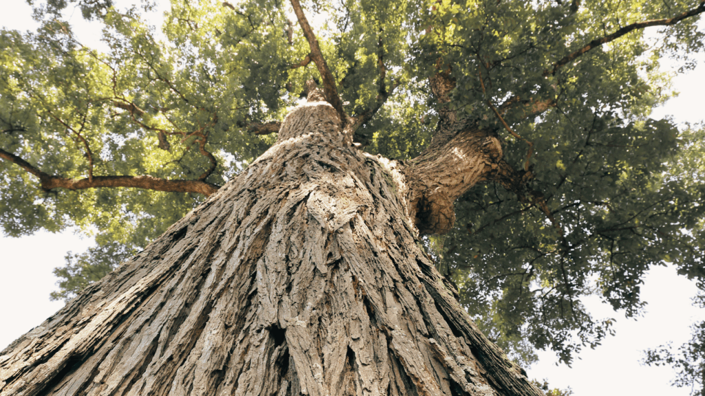 Pohon Mahoni Berkualitas: Manfaat Pohon dan Cara Budidayanya