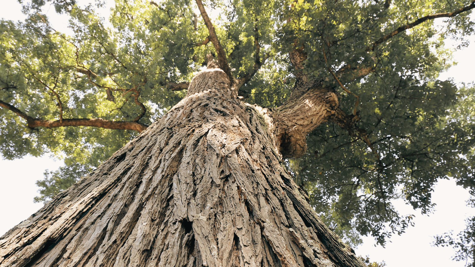 Pohon Mahoni Berkualitas: Manfaat Pohon dan Cara Budidayanya