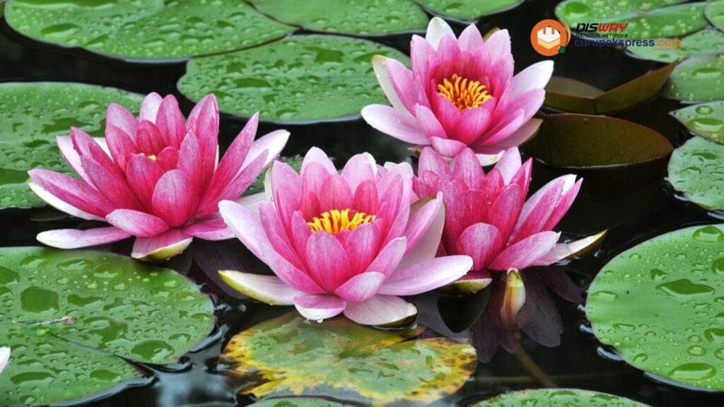 Rahasia di Balik Bunga Lotus: 5 Manfaat Luar Biasa untuk Tubuh