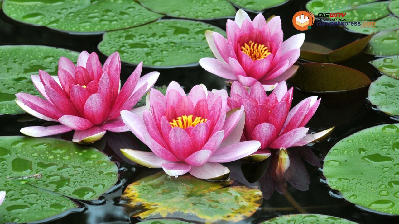 Rahasia di Balik Bunga Lotus: 5 Manfaat Luar Biasa untuk Tubuh