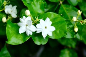 Manfaat Bunga Melati yang Jarang Diketahui untuk Kesehatan