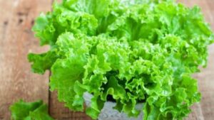 Daun Selada: Sumber Nutrisi Sehat dalam Setiap Lembaran Hijau