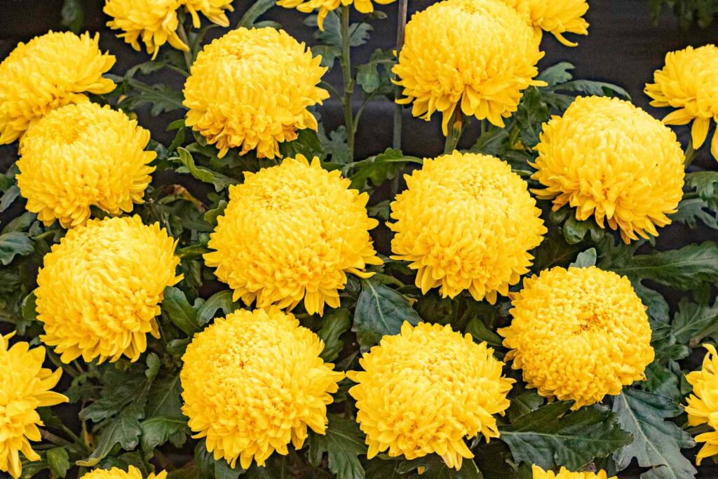 5 Manfaat Bunga Krisan untuk Kesehatan dan Kecantikan