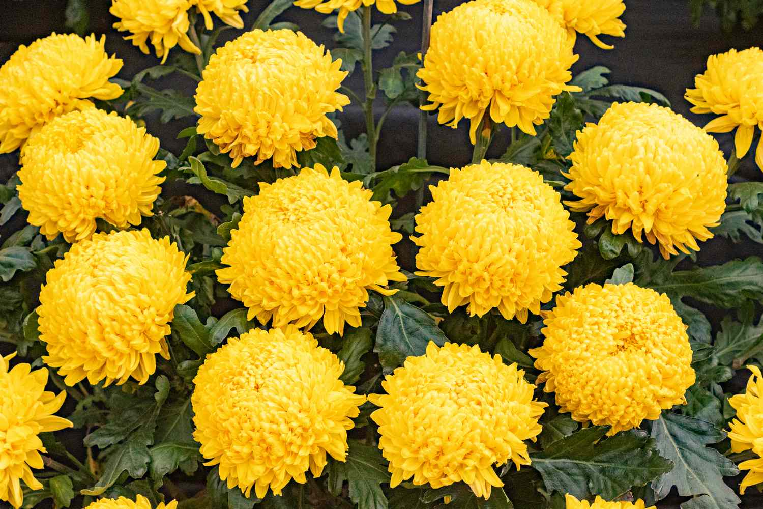 5 Manfaat Bunga Krisan untuk Kesehatan dan Kecantikan