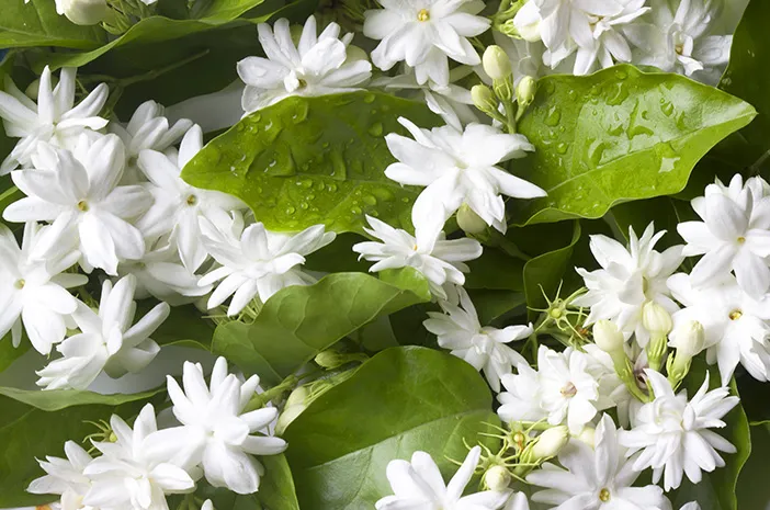 Manfaat Bunga Melati yang Jarang Diketahui untuk Kesehatan