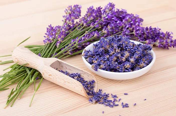Bunga Lavender