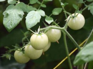 Manfaat Tomat Putih & Tips Konsumsi untuk Kesehatan