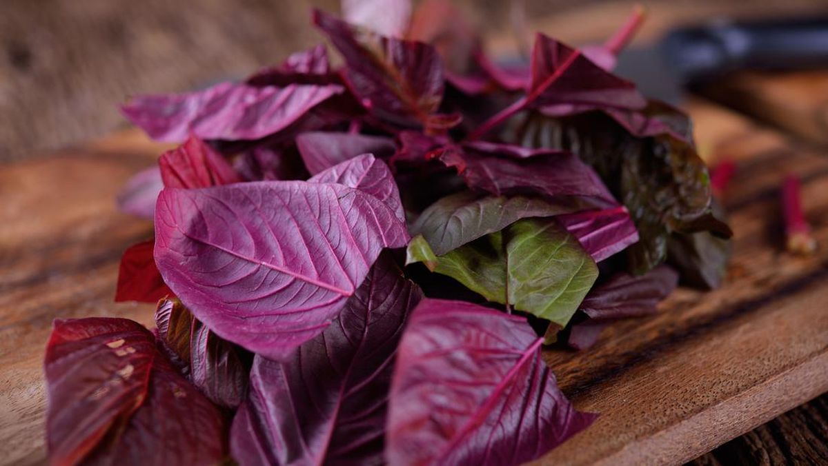 4 Fakta Manfaat Bayam Merah yang Tak Disangka