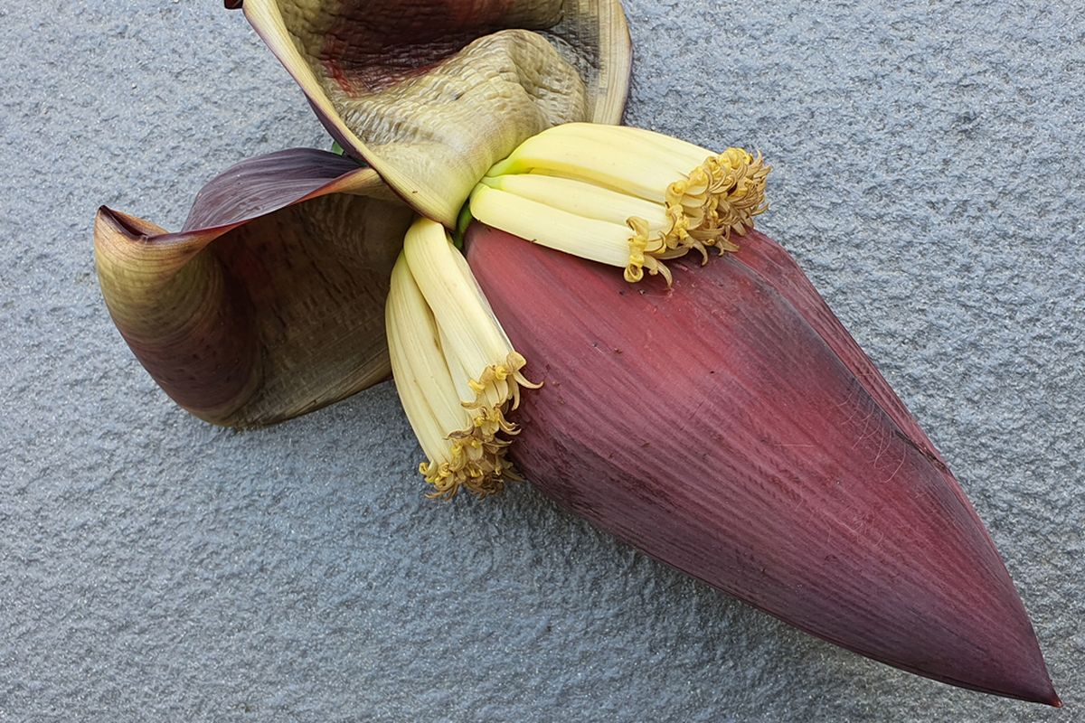 Jantung Pisang Lezat, Bergizi, dan Menyehatkan