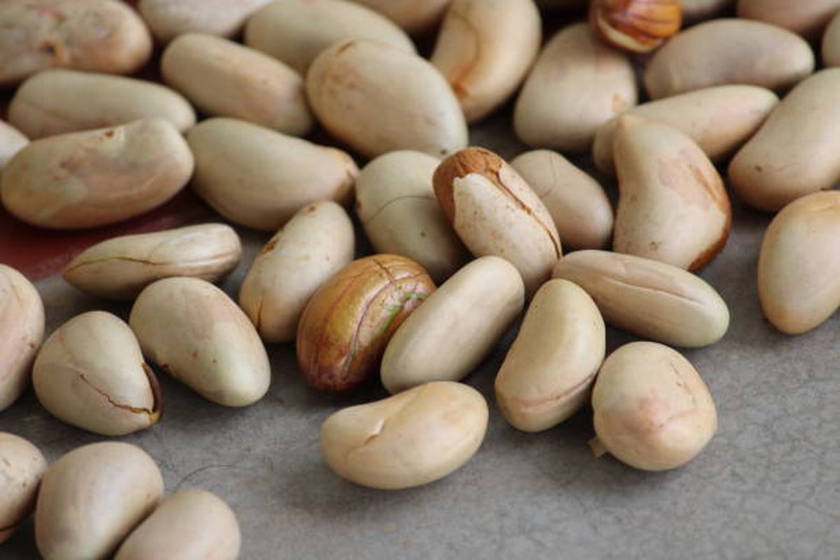 6 Manfaat Biji Nangka untuk Kesehatan Tubuh