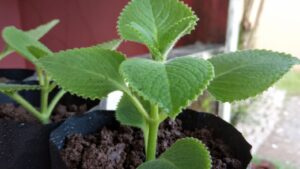 Daun Jinten: Khasiat Sehat dan Cara Pemakaian