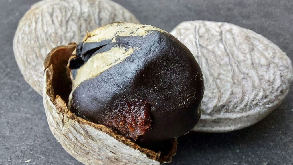 Pucung atau Kluwek: Harta Hitam Penuh Manfaat