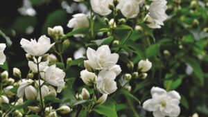 5 Manfaat Bunga Melati untuk Kesehatan yang Jarang Disadari