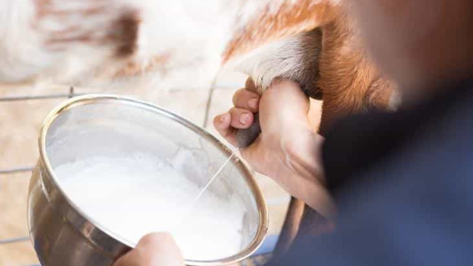 Manfaat Susu Kambing untuk Kesehatan Tubuh