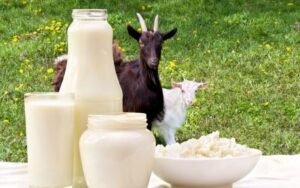 Manfaat Susu Kambing untuk Kesehatan Tubuh